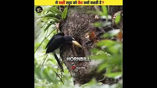 How Does the Hornbill protect its chicks islam shorts facts [upl. by Suciram491]