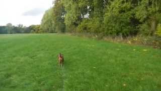 Epileptischer Anfall beim Gassigehen  Epileptic seizure during a dog walk [upl. by Shulman80]