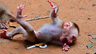 Where Mom Help New Baby Monkey Mom Train so Hard Summary Video A day [upl. by Ahsrats178]