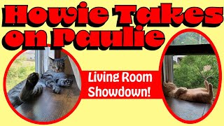 Roughhousing Cats Kitten Paulie [upl. by Temple]