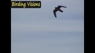 Merlin in flight  Birds of Norway [upl. by Ahseyt232]