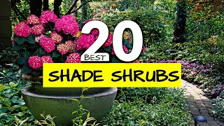 20 Colorful ShadeLoving Shrubs to Transform Your Garden [upl. by Otrevire978]