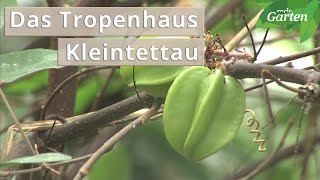 Tropenhaus Kleintettau Exotische Früchte mitten in Deutschland  MDR [upl. by Durer]