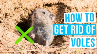 How to GET RID OF VOLES in lawn or garden [upl. by Aerdied]