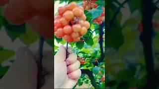 Beautiful fruit 🍓girding beautiful green🍒 plants fruitsfruits shorts [upl. by Munford]