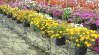 Potential for yellow sun tolerant New Guinea Type impatiens 36MP4 [upl. by Anotyal]