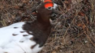 Willow Ptarmigan [upl. by Shugart]