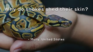 Why do snakes shed their skin [upl. by Beale]