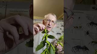 How to Breed Caterpillars of Moon Moth Actias luna Saturniidae Do You Like Caterpillars [upl. by Yclek]