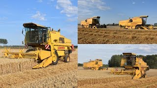 3x New Holland Clayson 8060  Loonwerken Bonte  tarwe dorsen [upl. by Enytnoel]