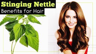 Stinging Nettle Benefits for Hair [upl. by Iniffit]