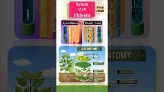 Xylem and phloem Class 9 shorts [upl. by Marje]