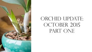 Orchid Update and Other Plants October 2015 Part One [upl. by Inttirb]