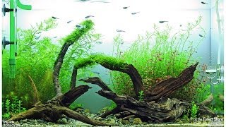 by the Forest Shore  Day 35  ADA 60 cm Aquarium [upl. by Ainitsirhc]