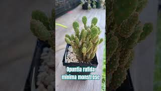 Opuntia rufida minima monstrose opuntia cactus subscribe [upl. by Aubyn91]