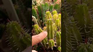 Euphorbia variations succulents cactus plants [upl. by Nauqyaj]