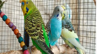 10 hours of budgie sounds to encourage your parrot to eat and sing Budgies Singing Budgie sounds [upl. by Chak]