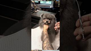 How To Groom Your Puppy At Home shorts puppy pets ytshorts [upl. by Neirod]