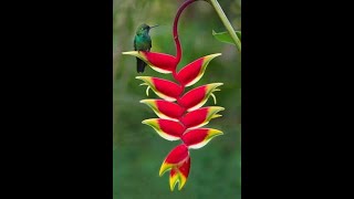 Science factHow to grow and care for Heliconia rostrata [upl. by Kudva787]