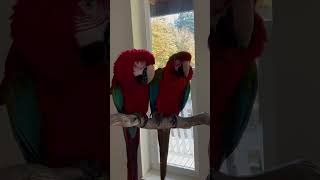 The Macaw Flock  Interplay With Caws ep1 macaws macaw bird birds parrot macaws macawparrot [upl. by Wilhelm]