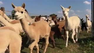 Wandern mit Alpakas in Nürtingen So entspannend wirken die süßen Tiere [upl. by Nork]