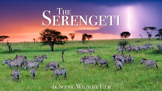 The Serengeti 4K  Scenic Wildlife Film With African Music [upl. by Ytsihc449]