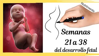 El Desarrollo Fetal Humano en la Segunda Mitad del Embarazo [upl. by Koval]