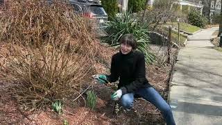 When and How to Prune Montauk or Nippon Daisy Propagate and Care for it [upl. by Anerom]