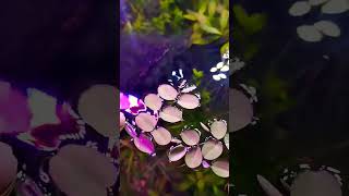 Salvinia floting plants🌿🌿 cinematic fishtank planted aquarium fish aquascapegallery [upl. by Crist]