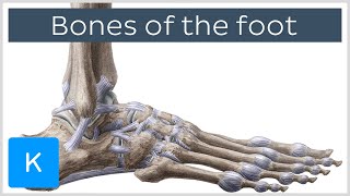 Bones of the foot tarsals metatarsals and phalanges preview Human Anatomy  Kenhub [upl. by Lidstone]