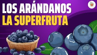 LOS ARÁNDANOS La Superfruta [upl. by Thelma]