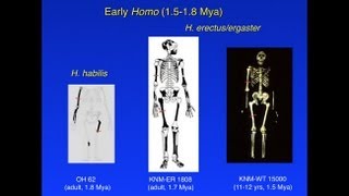 CARTABipedalism and Human OriginsChristopher Ruff Limb Strength and Locomotion in Early Hominins [upl. by Onitrof]