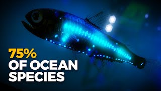 Why Is Almost All Bioluminescence in the Ocean [upl. by Evets864]