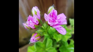 天竺葵居室过冬以后的表现 Performance of geranium after wintering indoors [upl. by Gunar458]