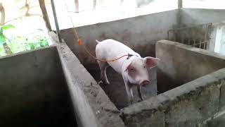 PIGGERY FARM 🐖 CAREFUL EVERYONE NEED JUD NATU GENERAL CLEANING FOR SAFETY MGA BABOY [upl. by Heffron]