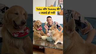 🐕Tobo और Tommy का जघडा  mini wood toy  woodworking art skill  hand crafts shorts pets [upl. by Nairdad614]