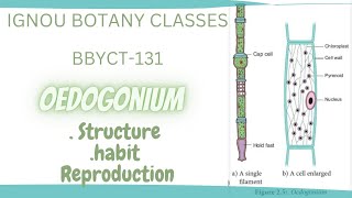 IGNOU BOTANY  BBYCT131OEDOGONIUM  Cell structure habit reproduction life cycle [upl. by Damiani52]