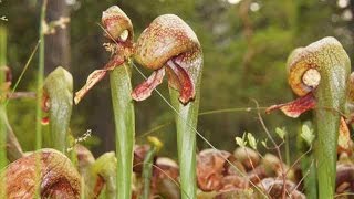 Cobra Lily  California Pitcher Plant Darlingtonia californica [upl. by Kirat]