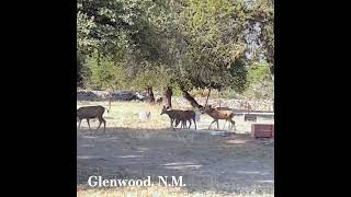 Glenwood NM Wildlife nomadikq subscribe deer [upl. by Eerhs]