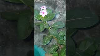 new vastuplants backyardgardening garden moneyplantvastu gardening vastutipsforgarden video [upl. by Enirok469]