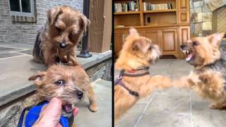 Norfolk Terrier Ottos Way [upl. by Dewayne297]