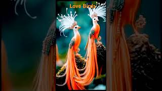 Love Birds shorts viralshorts viralshort indiantvshow short viralreels birds birdslovers [upl. by Ainotna]