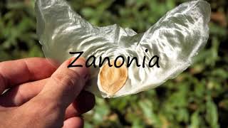 How to Pronounce Zanonia [upl. by Angel705]