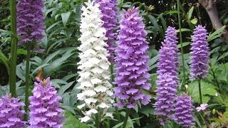 Bulb Log video diary supplement Dactylorhiza orchids [upl. by Ummersen]