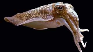 Facts The Common Cuttlefish [upl. by Mitch520]