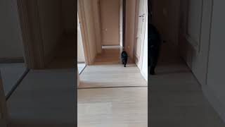 Cute cat greets his human in the morning cat catshorts catvideos cute catlover [upl. by Annahsor115]