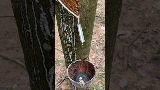 irregular🤣rubberfarming rubberwood rubber rubbertapping asmrrubber rubbertree rubbertreeplant [upl. by Azeel]