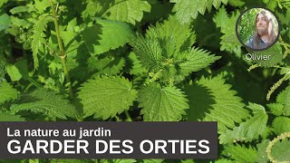 La nature au jardin  pourquoi garder des orties dans son jardin [upl. by Miles]