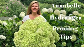 Annabelle Hydrangea Blooms  Tips on Pruning Hydrangeas [upl. by Enilecram]