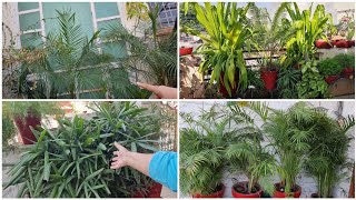 Best Plants to Grow in Big Pots  Containers  Fun Gardening [upl. by Bowrah]